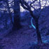 Grizedale